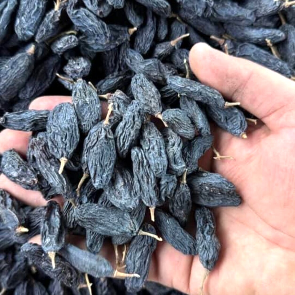 کشمش سیاه دانه‌بلند MAMAL Bio