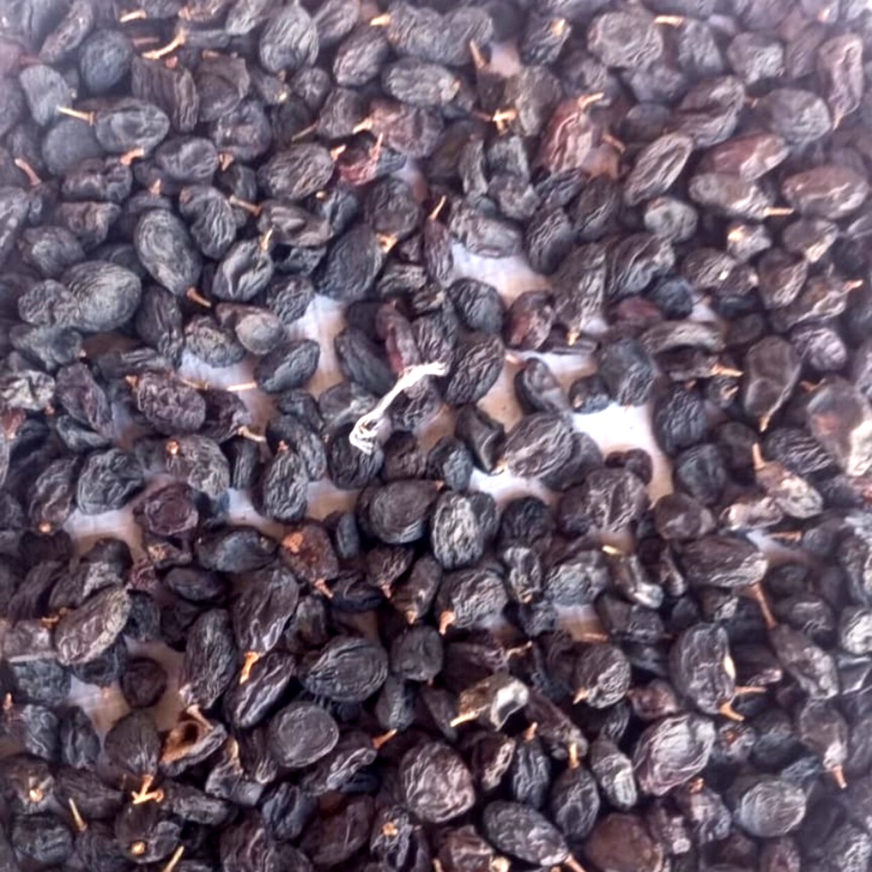 کشمش سیاه MAMAL Bio