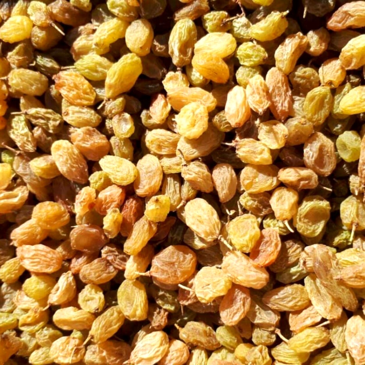 کشمش طلایی MAMAL Bio