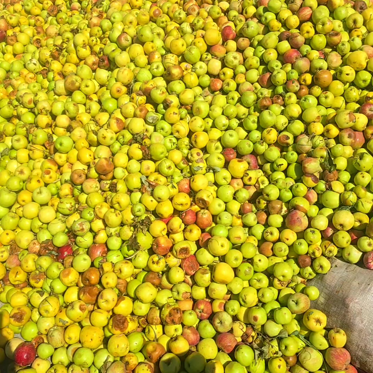 سیب زیردرختی و صنعتی MAMAL TARABAR